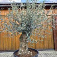 Olivenbaum Bonsai Nr. 2614 Hojiblanca