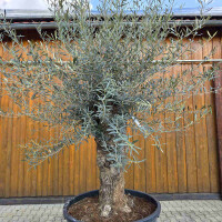 Olivenbaum Bonsai Nr. 2614 Hojiblanca
