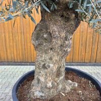 Olivenbaum Bonsai Nr. 2614 Hojiblanca