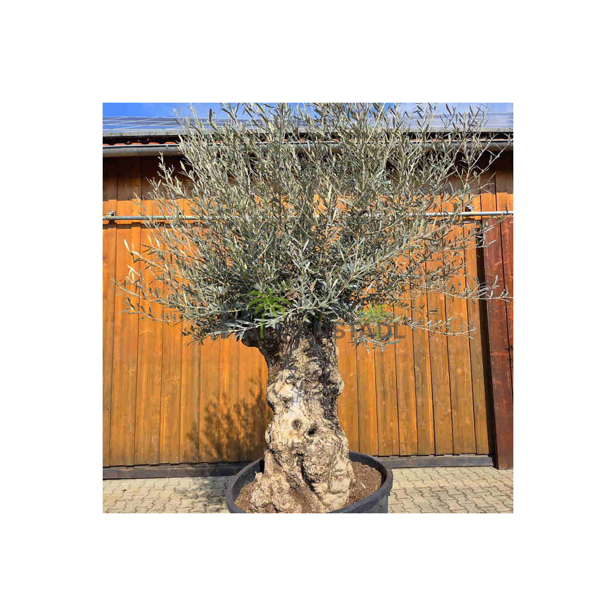 Olivenbaum Bonsai Nr. 2615 Hojiblanca