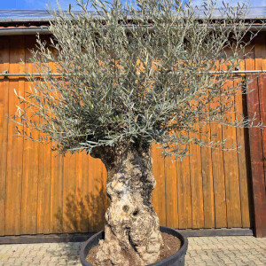 Olivenbaum Bonsai Nr. 2615 Hojiblanca