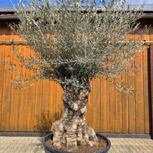 Olivenbaum Bonsai Nr. 2615 Hojiblanca