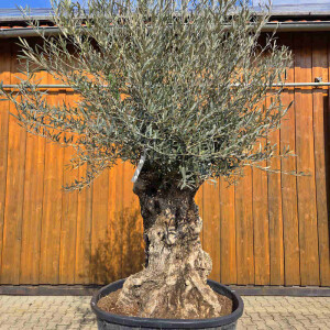 Olivenbaum Bonsai Nr. 2615 Hojiblanca