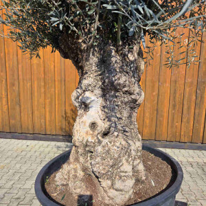 Olivenbaum Bonsai Nr. 2615 Hojiblanca