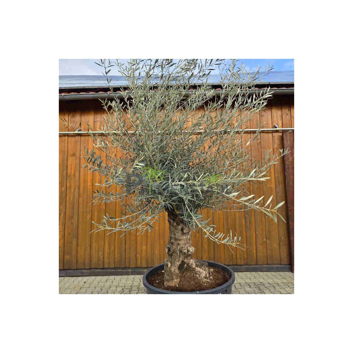 Olivenbaum Bonsai Nr. 2616 Hojiblanca