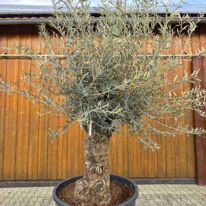 Olivenbaum Bonsai Nr. 2616 Hojiblanca