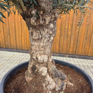 Olivenbaum Bonsai Nr. 2616 Hojiblanca