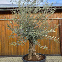 Olivenbaum Bonsai Nr. 2616 Hojiblanca