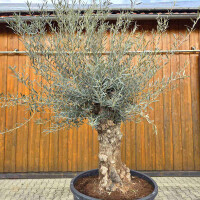 Olivenbaum Bonsai Nr. 2616 Hojiblanca