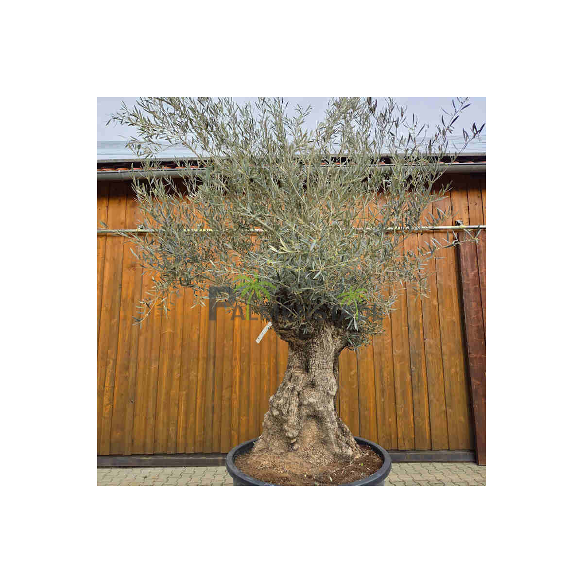 Olivenbaum Bonsai Nr. 2617 Hojiblanca