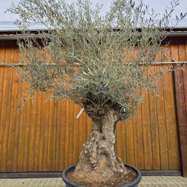 Olivenbaum Bonsai Nr. 2617 Hojiblanca