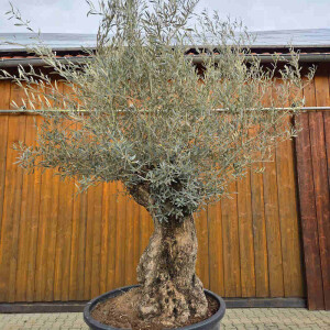 Olivenbaum Bonsai Nr. 2617 Hojiblanca