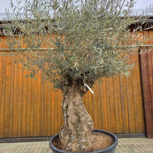 Olivenbaum Bonsai Nr. 2617 Hojiblanca