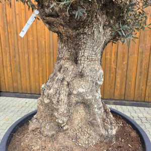 Olivenbaum Bonsai Nr. 2617 Hojiblanca