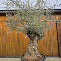 Olivenbaum Bonsai Nr. 2617 Hojiblanca