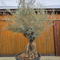 Olivenbaum Bonsai Nr. 2617 Hojiblanca