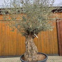 Olivenbaum Bonsai Nr. 2617 Hojiblanca
