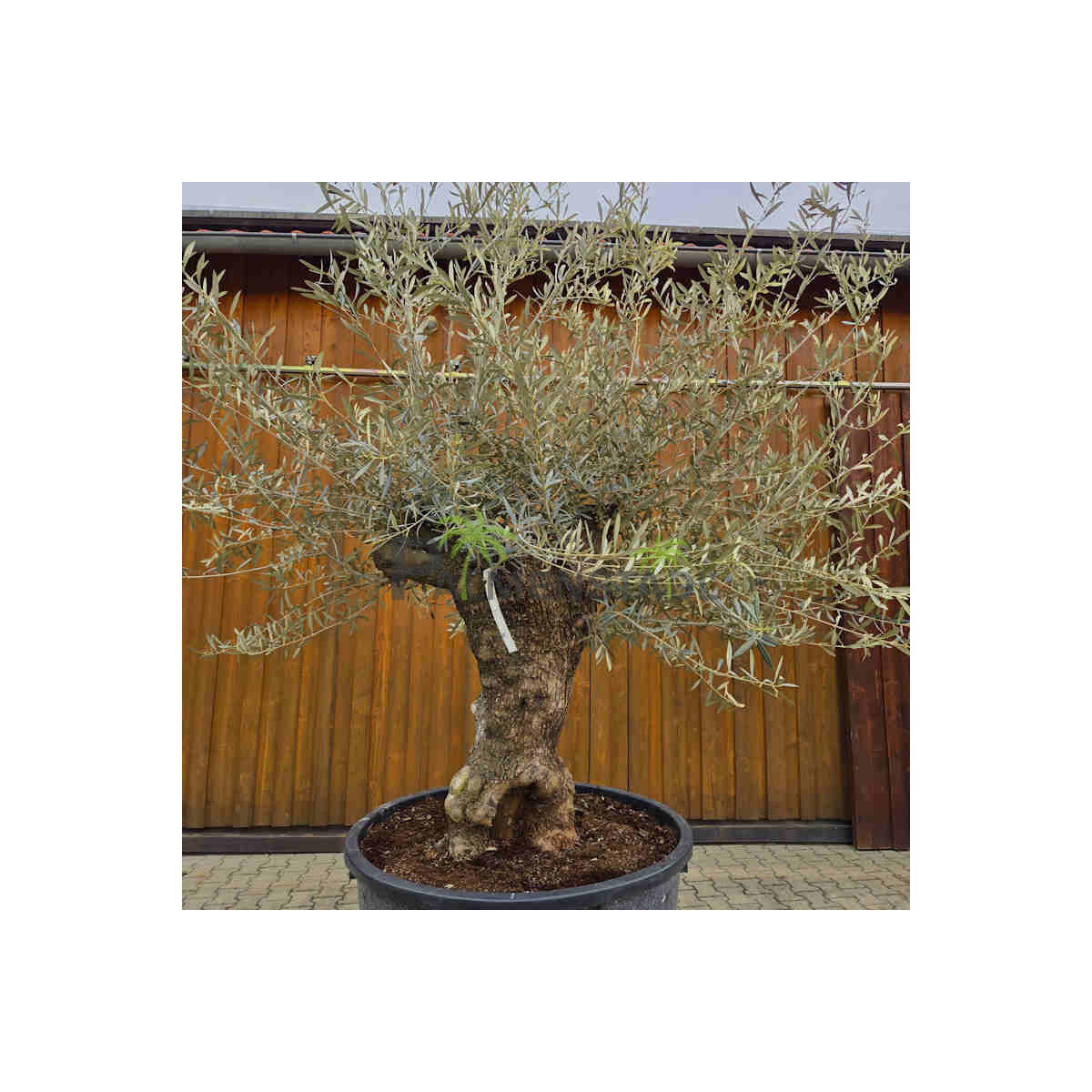 Olivenbaum Bonsai Nr. 2618 Hojiblanca