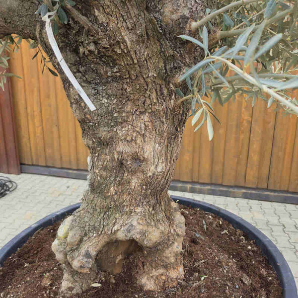 Olivenbaum Hojiblanca Unikat kaufen | Palmenstadl