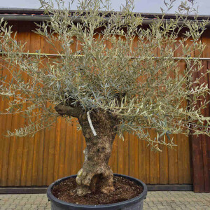 Olivenbaum Bonsai Nr. 2618 Hojiblanca