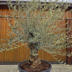 Olivenbaum Bonsai Nr. 2618 Hojiblanca