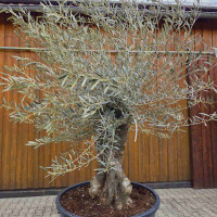 Olivenbaum Bonsai Nr. 2618 Hojiblanca