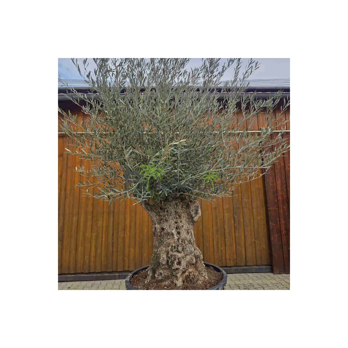 Olivenbaum Bonsai Nr. 2619 Hojiblanca