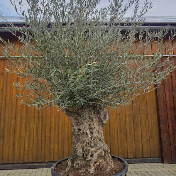 Olivenbaum Bonsai Nr. 2619 Hojiblanca