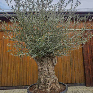 Olivenbaum Bonsai Nr. 2619 Hojiblanca