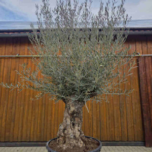 Olivenbaum Bonsai Nr. 2619 Hojiblanca