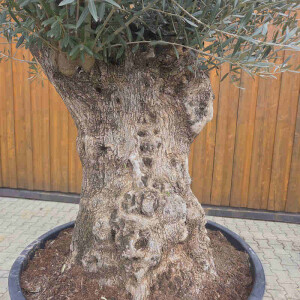 Olivenbaum Bonsai Nr. 2619 Hojiblanca