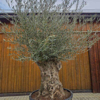 Olivenbaum Bonsai Nr. 2619 Hojiblanca