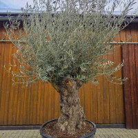 Olivenbaum Bonsai Nr. 2619 Hojiblanca
