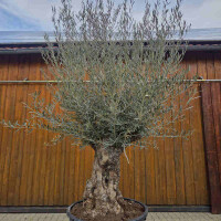 Olivenbaum Bonsai Nr. 2619 Hojiblanca