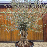 Olivenbaum Bonsai Nr. 2620 Hojiblanca