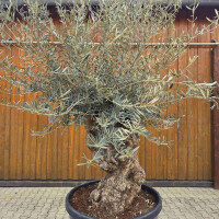 Olivenbaum Bonsai Nr. 2620 Hojiblanca