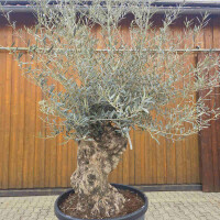 Olivenbaum Bonsai Nr. 2620 Hojiblanca
