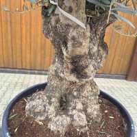 Olivenbaum Bonsai Nr. 2620 Hojiblanca