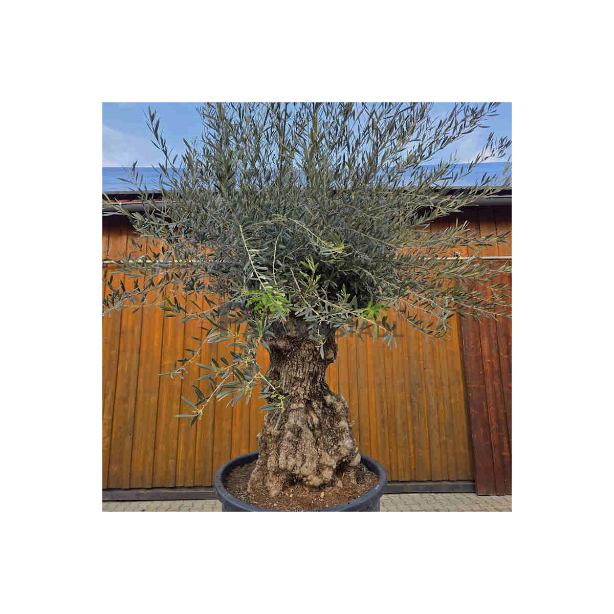 Olivenbaum Bonsai Nr. 2621 Hojiblanca