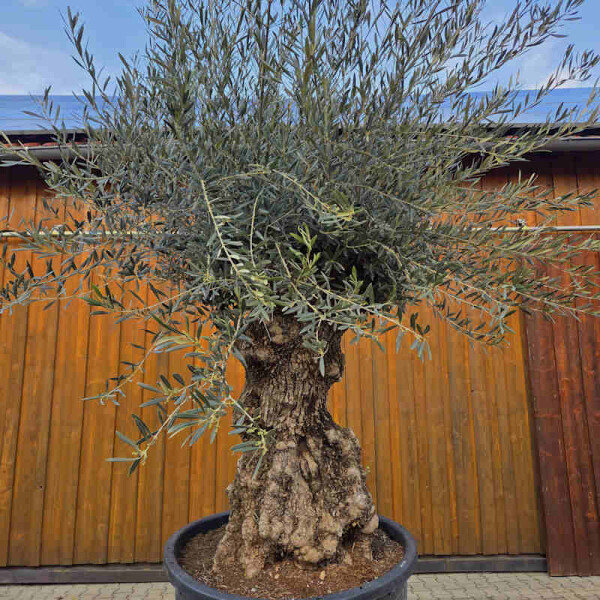 Olivenbaum Bonsai Nr. 2621 Hojiblanca