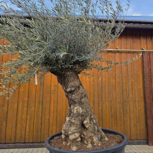 Olivenbaum Bonsai Nr. 2621 Hojiblanca