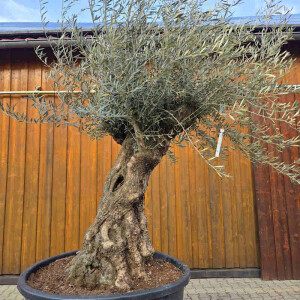 Olivenbaum Bonsai Nr. 2621 Hojiblanca