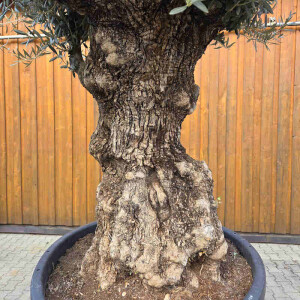 Olivenbaum Bonsai Nr. 2621 Hojiblanca