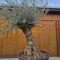 Olivenbaum Bonsai Nr. 2621 Hojiblanca