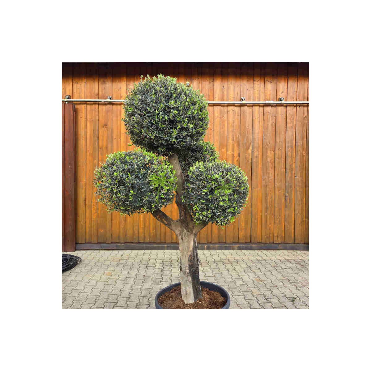 Olivenbaum Kugel-Formschnitt Nr. 2623 Arbequina