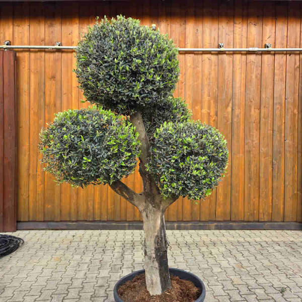 Olivenbaum Kugel-Formschnitt Nr. 2623 Arbequina