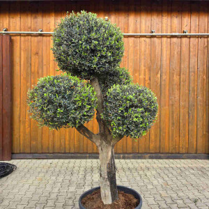 Olivenbaum Kugel-Formschnitt Nr. 2623 Arbequina