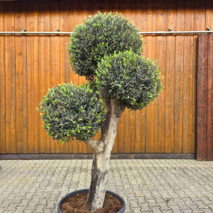 Olivenbaum Kugel-Formschnitt Nr. 2623 Arbequina