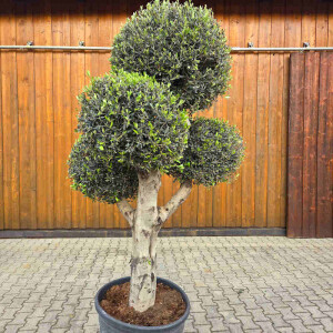 Olivenbaum Kugel-Formschnitt Nr. 2623 Arbequina