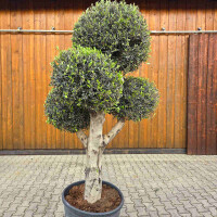 Olivenbaum Kugel-Formschnitt Nr. 2623 Arbequina